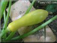 yellow squash