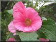 hollyhock flower