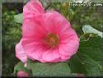 hollyhock flower