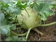  kohlrabi