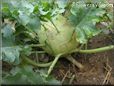  kohlrabi