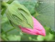 hollyhock flower