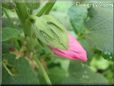 hollyhock flower