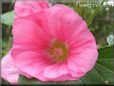 hollyhock flower