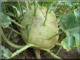  kohlrabi