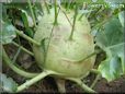  kohlrabi