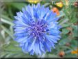 blue centaurea flower