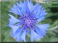 blue centaurea flower