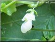  bean white flower blossom pictures