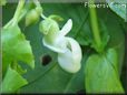 bean blossom flower