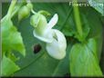 bean blossom flower