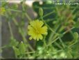 lettuce blossom flower