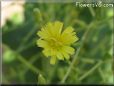 lettuce blossom flower