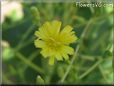 lettuce blossom flower