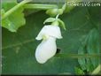 bean blossom flower