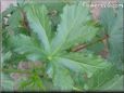 okra leaf