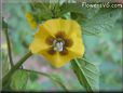 tomatillo flower