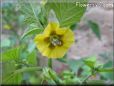 tomatillo flower