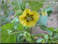 tomatillo flower