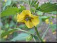 tomatillo flower