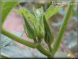 small okra