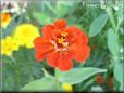orange zinnia flower