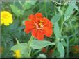 orange zinnia flower