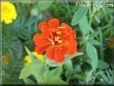 orange zinnia flower