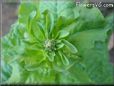  lettuce seedhead