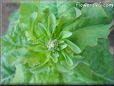  lettuce seedhead