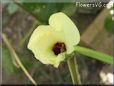 okra flower
