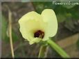 okra flower