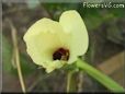 okra flower