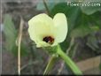 okra flower