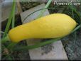 large yellow squash