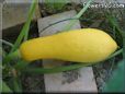 large yellow squash