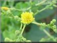 lettuce blossom flower