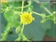 lettuce blossom flower