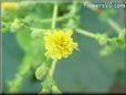 lettuce blossom flower