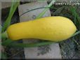 large yellow squash