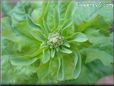  lettuce seedhead