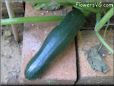 medium zucchini
