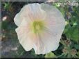 hollyhock flower