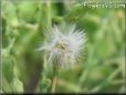  lettuce seedhead