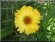 yellow daisy flower