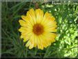 yellow daisy flower