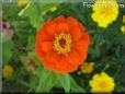 orange zinnia flower