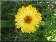 yellow daisy flower