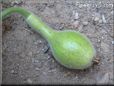  gourd