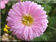 pink aster flower